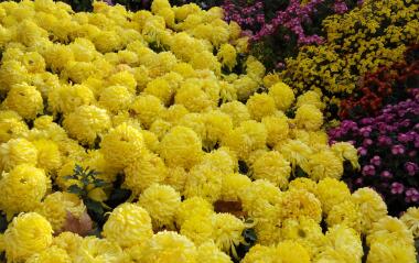 When do chrysanthemums sow? How is the planting benefit?