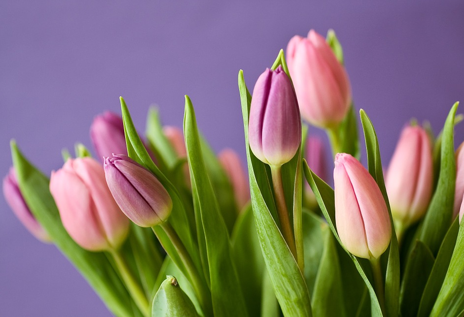 How to buy tulip bulbs? How to plant and maintain?