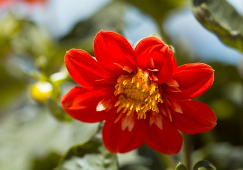 Introduction to the planting method of zinnia (zinnia)! What's the difference between marigold and marigold?