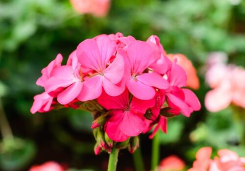 What should the newly bought geranium leaves turn yellow, whitish and withered?