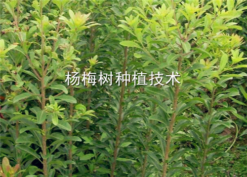 Introduction of bayberry planting technology! In this way, it will bear fruit in 3 years!