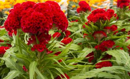 When do cockscomb flowers usually sow? How do potted plants grow?