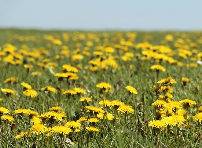 How to grow dandelions? What are the planting prospects and profits?