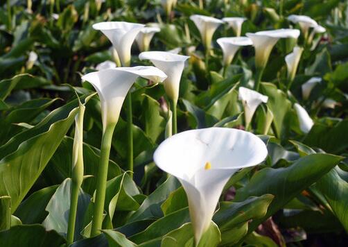 Detailed explanation of culture methods and matters needing attention of large-scale foliage plant Amorphophallus