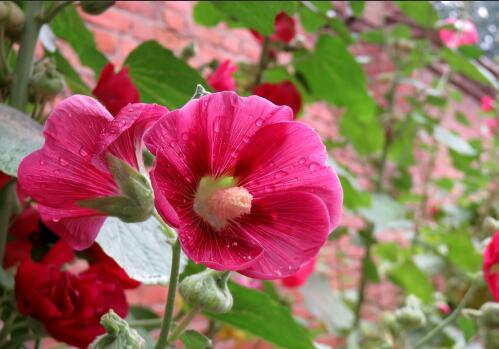 How to grow hollyhocks? How to water and fertilize?