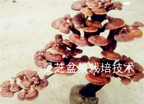 Explain the main points of daily Ganoderma lucidum bonsai cultivation techniques in detail!