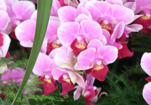 When do potted orchids usually bloom? These breeding methods and matters needing attention should be clear!