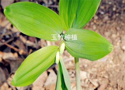 When is the best time to plant Polygonatum odoratum? Master 6 planting points and yield 10,000 jin per mu!