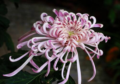 How can potted chrysanthemums blossom at home?