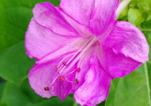 When does purple jasmine usually bloom? Put these planting methods away!