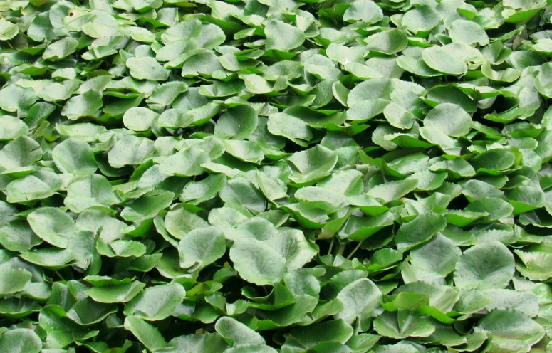 What kind of plant is water hyacinth? What are the effects and effects? How should I plant it?