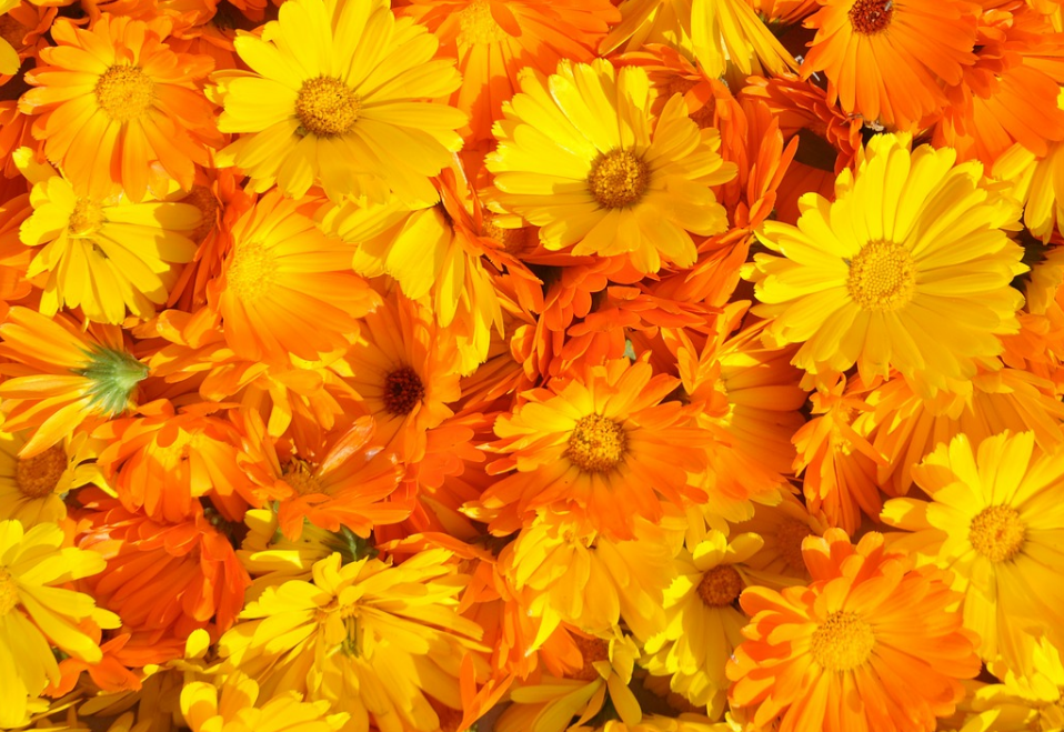 What is the function of Calendula (Calendula)? How do you plant it? When will it blossom?