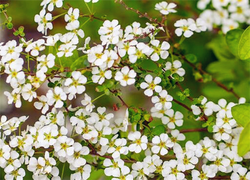 A new way for farmers to get rich in spring: harvesting 