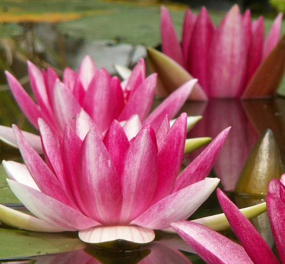 How to grow water lilies in fish ponds? What if the leaves turn black?