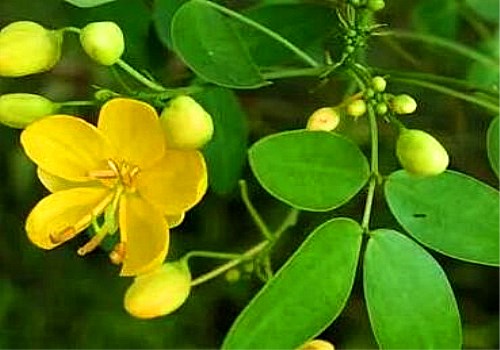 The 8 main points of planting techniques of medicinal plant cassia seed are summarized. Plant them quickly.