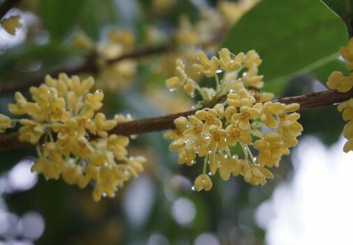 How to plant Osmanthus fragrans seedlings? What if the leaves turn yellow? How do you water it?