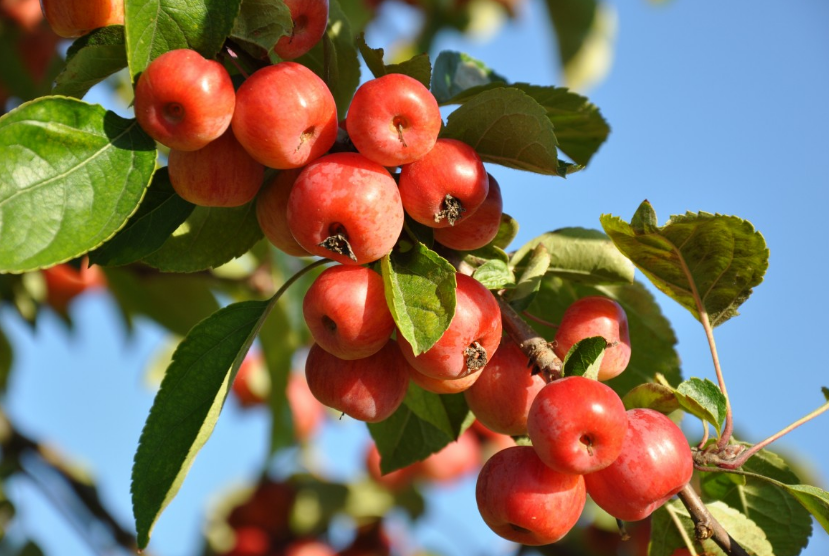 What are the basic conditions for Hawthorn planting? What are the precautions?