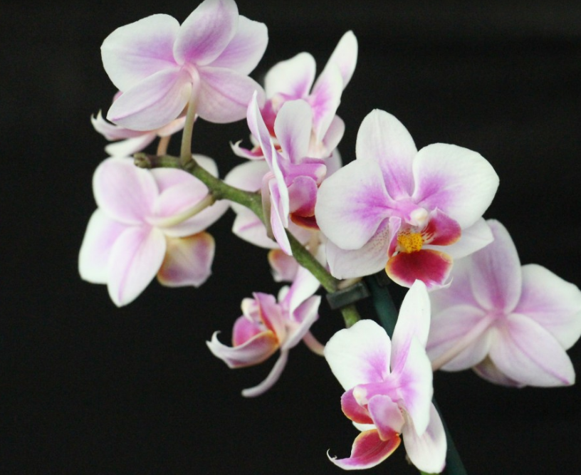 How to raise Dendrobium? What's the difference between and Dendrobium candidum? What if the leaves turn yellow?