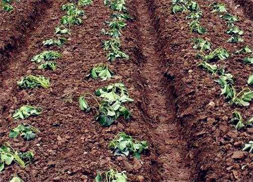 When is the best time to plant strawberries? Don't plant it the old-fashioned way, double your yield!