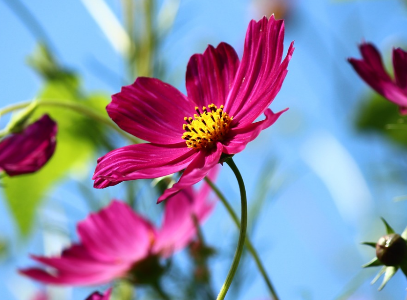 Is there any difference between Persian chrysanthemum and Gesang flowers? When will you plant it? How to plant it?