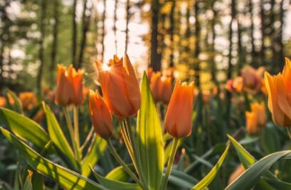 Read the article to understand the planting time and method of tulips. It's as simple as that to grow tulips well.