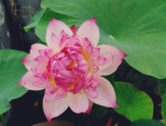 How should bowl lotus (potted lotus) be planted? When will it blossom? What if it doesn't blossom?