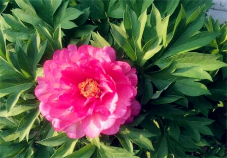 Flower phase peony root how to plant? When is the best time to plant? What are the planting prospects? How much is the cost of one mu of land? (attached