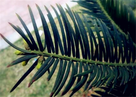 The wild plant Cephalotaxus chinensis costs 120000 US dollars per jin. How do farmers grow it? When will it be ready to plant? Different from the yew.