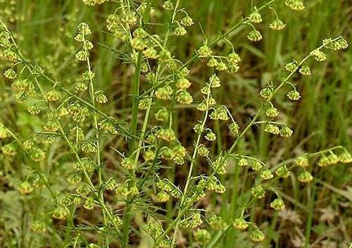 What diseases can Artemisia annua, the king of wild vegetables, treat? Do you understand all these effects and effects? And Artemisia annua L.