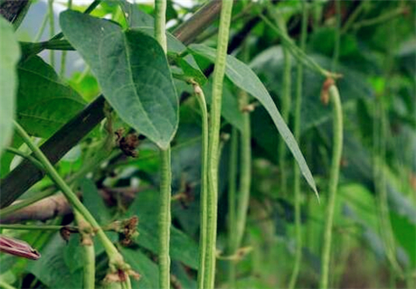 Annual plant cowpea yield more than 4000 jin per mu! How to plant in order to achieve high yield? What are the planting prospects?