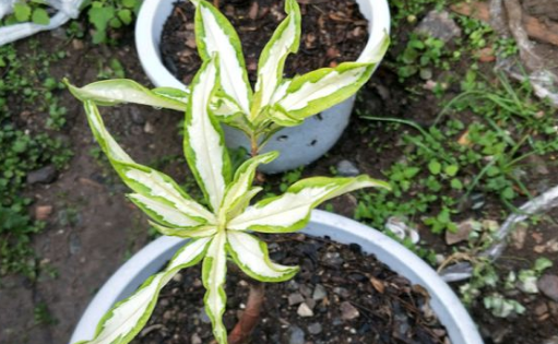 What is the hydroponic method of the original perianth subclass Phnom Penh Daphne? Is it poisonous? How to raise it in winter?