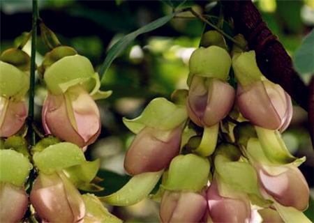 A few years after planting, the national second-class protected plant 