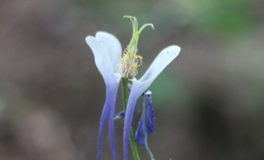 The culture methods and matters needing attention of Ranunculaceae? When will it blossom? What are the effects and effects?