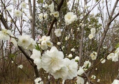 How does ornamental peach blossom and green peach reproduce? What are the pruning time and pruning methods? What are the main values?