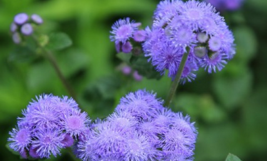 What is the difference between Platycodon grandiflorum patchouli thistle and false smelly grass? How do you plant seeds? Is it poisonous?