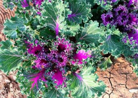 When will cabbage gardening variety collard greens be sown? What varieties do you have? What is the nutritional value and efficacy?