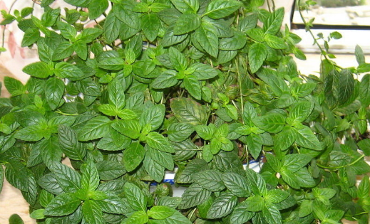 The cultivation methods and matters needing attention of peppermint in Labiatae? How do you breed? What are the effects and effects?