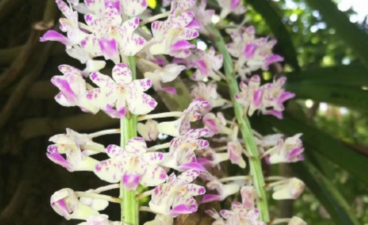 What is the breeding method of multi-flower fingernail orchid? The difference between Cymbidium and foxtail orchid? How to install the basin?