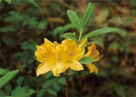 What are the planting techniques of noisy sheep flower (also known as rhododendron)? What is the effect and effect? How much half a kilo?