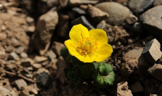 The taboo of Ranunculus trollius to drink in water? How to water and fertilize? How do you plant seeds?