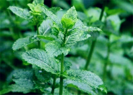 How to grow peppermint in common use? When will it be ready to plant? What are the planting methods?