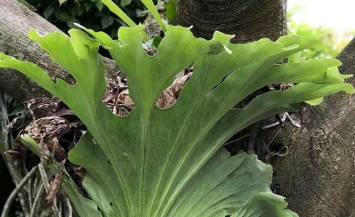 What is the breeding method of Ceratopteris Dryopteris? How to plant separately? What is the effect and effect?