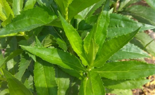 When will the lip-shaped grass blossom? What's the difference between goldfish and goldfish grass? How do you breed?