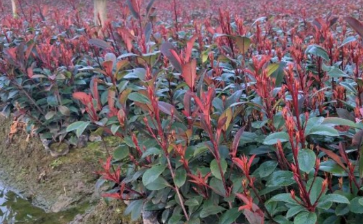 The cultivation methods and matters needing attention of Photinia roseata? How do you trim it? What is the cutting method?