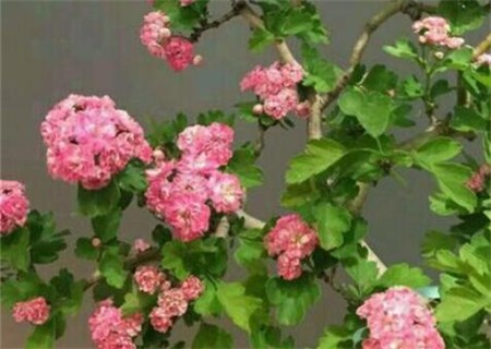 What are the planting methods of Hawthorn trees in Rosaceae? What are the benefits of soaking in water? When is the season mature?