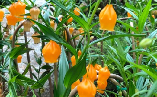 Liliaceae palace lantern lily seed how to plant? What is the method of reproduction? What's the use?