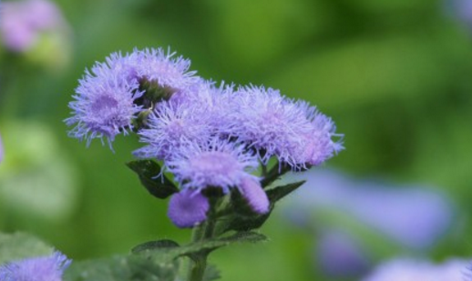 How to plant seeds of Platycodon grandiflorum patchouli thistle? When will it blossom? How do you breed?