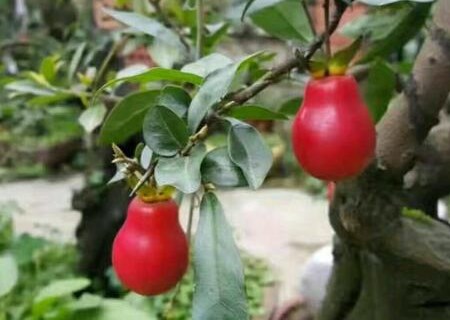 How do persimmon golden marbles grow fast? Can you make a living in the north? How long does the pile sprout down the hill?