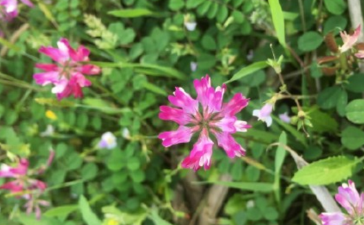 Is Ziyunying of Rosa suborder poisonous? Breeding methods and matters needing attention? What's the difference with alfalfa?