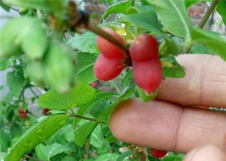 How to plant honeysuckle fruit? Was it good? What is the nutritional value and efficacy?